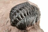 Metacanthina Trilobite With Reedops - Excellent Prep #209624-9